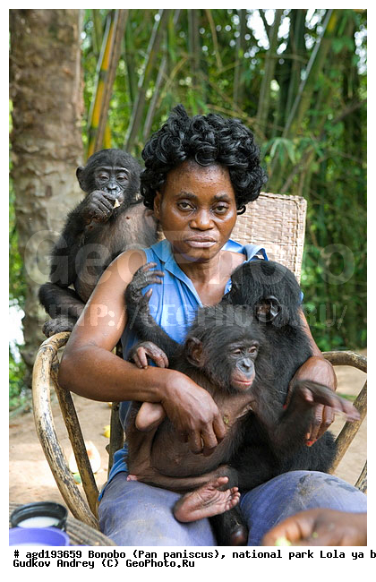 Lola ya bonobo, Pan paniscus, ������, ����, ������, ���������� ��������, ������������ ����, ��������, �������, ����������������, ��������, ��������, �������������, �������������, �����, �����, XYZ, ��������, Hominidae