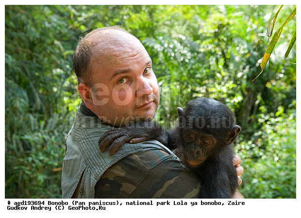 Lola ya bonobo, Pan paniscus, ������, ����, ������, ���������� ��������, ������������ ����, ��������, �������, ����������������, ��������, ��������, �������������, �������������, �����, �����, XYZ, ��������, Hominidae