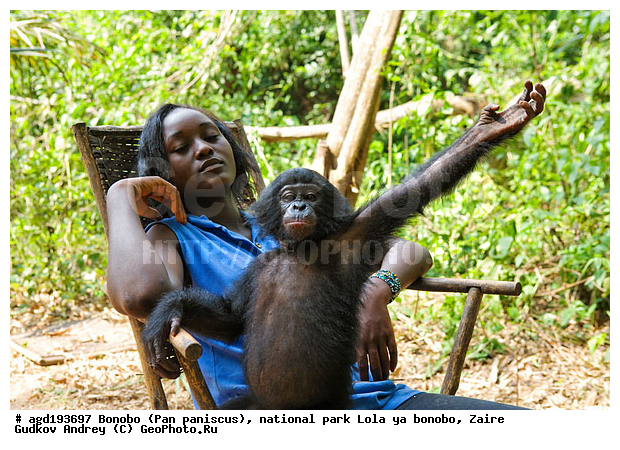 Lola ya bonobo, Pan paniscus, ������, ����, ������, ���������� ��������, ������������ ����, ��������, �������, ����������������, ��������, ��������, �������������, �������������, �����, �����, XYZ, ��������, Hominidae