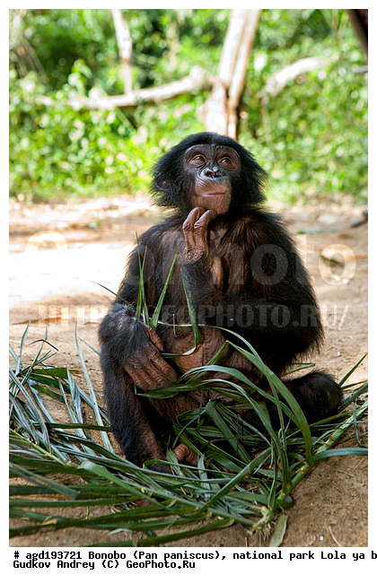 Lola ya bonobo, Pan paniscus, ������, ����, ������, ���������� ��������, ������������ ����, ��������, �������, ����������������, ��������, ��������, �������������, �������������, �����, �����, XYZ, ��������, Hominidae