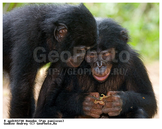 Pan paniscus, ������, ������, ���������� ��������, ��������, ��������, �������������, �������������, �����, �����, XYZ, ��������, Hominidae