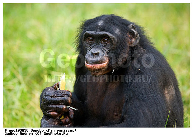 Pan paniscus, ������, ������, ���������� ��������, ��������, ��������, �������������, �������������, �����, �����, XYZ, ��������, Hominidae