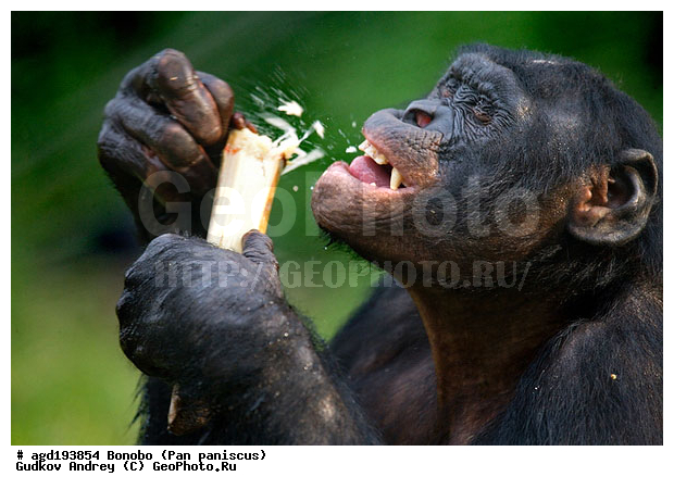 Pan paniscus, ������, ������, ���������� ��������, ��������, ��������, �������������, �������������, �����, �����, XYZ, ��������, Hominidae