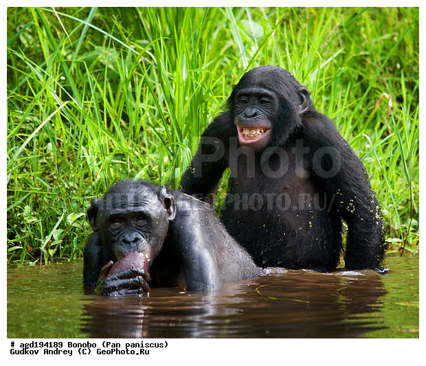 Pan paniscus, ������, ������, ���������� ��������, ��������, ��������, �������������, �������������, �����, �����, XYZ, ��������, Hominidae