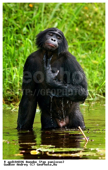 Pan paniscus, ������, ������, ���������� ��������, ��������, ��������, �������������, �������������, �����, �����, XYZ, ��������, Hominidae