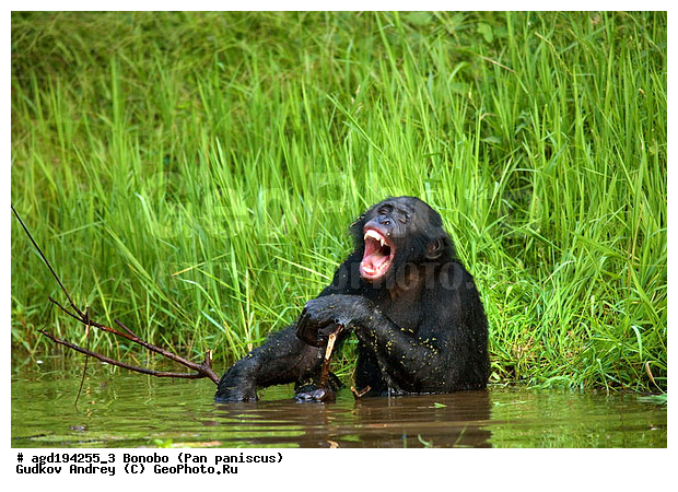 Pan paniscus, ������, ������, ���������� ��������, ��������, ��������, �������������, �������������, �����, �����, XYZ, ��������, Hominidae