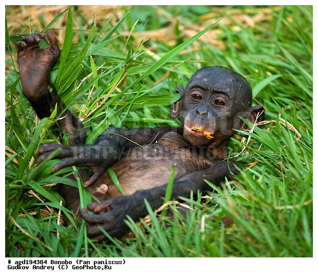 Pan paniscus, ������, ������, ���������� ��������, ��������, ��������, �������������, �������������, �����, �����, XYZ, ��������, Hominidae