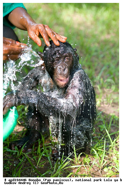 Lola ya bonobo, Pan paniscus, ������, ����, ������, ���������� ��������, ������������ ����, ��������, �������, ����������������, ��������, ��������, �������������, �������������, �����, �����, XYZ, ��������, Hominidae