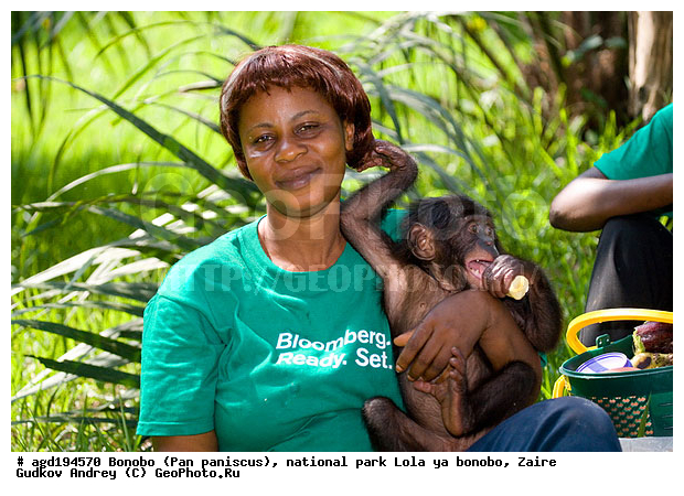 Lola ya bonobo, Pan paniscus, ������, ����, ������, ���������� ��������, ������������ ����, ��������, �������, ����������������, ��������, ��������, �������������, �������������, �����, �����, XYZ, ��������, Hominidae