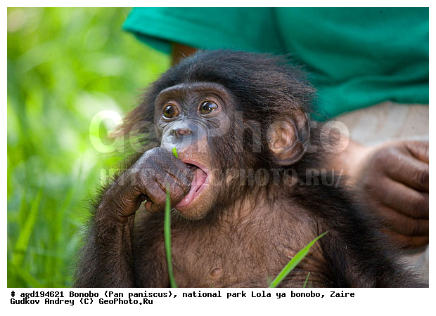 Lola ya bonobo, Pan paniscus, ������, ����, ������, ���������� ��������, ������������ ����, ��������, �������, ����������������, ��������, ��������, �������������, �������������, �����, �����, XYZ, ��������, Hominidae
