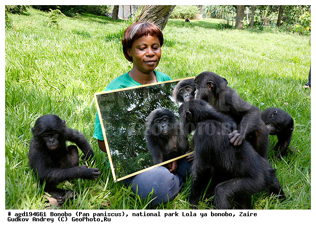Lola ya bonobo, Pan paniscus, ������, ����, ������, ���������� ��������, ������������ ����, ��������, �������, ����������������, ��������, ��������, �������������, �������������, �����, �����, XYZ, ��������, Hominidae