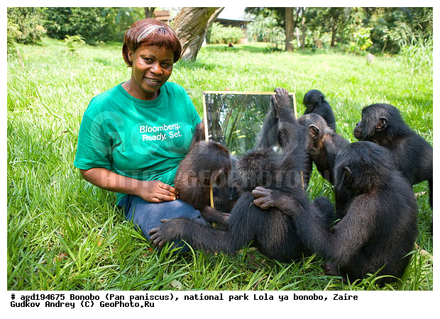 Lola ya bonobo, Pan paniscus, ������, ����, ������, ���������� ��������, ������������ ����, ��������, �������, ����������������, ��������, ��������, �������������, �������������, �����, �����, XYZ, ��������, Hominidae