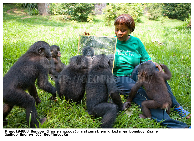 Lola ya bonobo, Pan paniscus, ������, ����, ������, ���������� ��������, ������������ ����, ��������, �������, ����������������, ��������, ��������, �������������, �������������, �����, �����, XYZ, ��������, Hominidae
