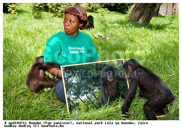 Lola ya bonobo, Pan paniscus, ������, ����, ������, ���������� ��������, ������������ ����, ��������, �������, ����������������, ��������, ��������, �������������, �������������, �����, �����, XYZ, ��������, Hominidae