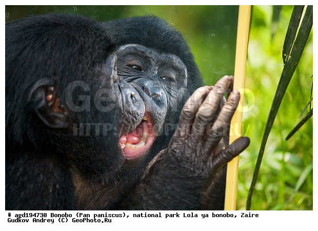 Lola ya bonobo, Pan paniscus, ������, ����, ������, ���������� ��������, ������������ ����, ��������, �������, ����������������, ��������, ��������, �������������, �������������, �����, �����, XYZ, ��������, Hominidae