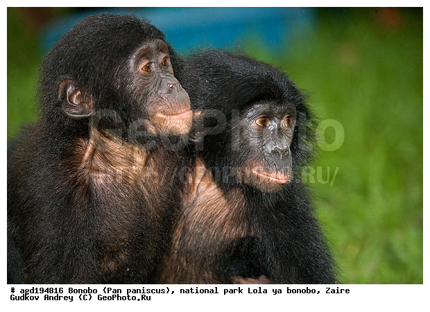 Lola ya bonobo, Pan paniscus, ������, ����, ������, ���������� ��������, ������������ ����, ��������, �������, ����������������, ��������, ��������, �������������, �������������, �����, �����, XYZ, ��������, Hominidae
