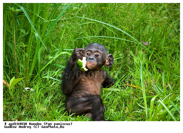 Pan paniscus, ������, ������, ���������� ��������, ��������, ��������, �������������, �������������, �����, �����, XYZ, ��������, Hominidae