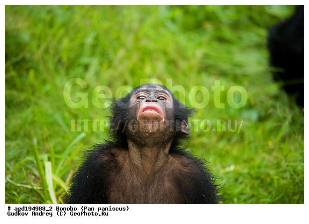 Pan paniscus, ������, ������, ���������� ��������, ��������, ��������, �������������, �������������, �����, �����, XYZ, ��������, Hominidae
