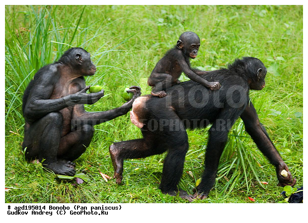 Pan paniscus, ������, ������, ���������� ��������, ��������, ��������, �������������, �������������, �����, �����, XYZ, ��������, Hominidae