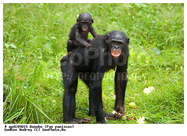 Pan paniscus, ������, ������, ���������� ��������, ��������, ��������, �������������, �������������, �����, �����, XYZ, ��������, Hominidae