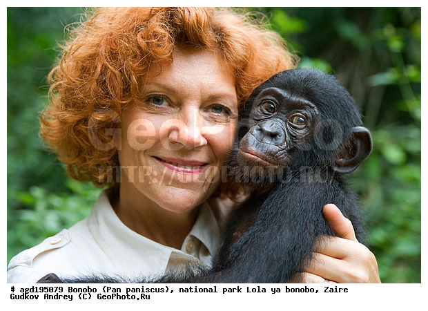 Lola ya bonobo, Pan paniscus, ������, ����, ������, ���������� ��������, ������������ ����, ��������, �������, ����������������, ��������, ��������, �������������, �������������, �����, �����, XYZ, ��������, Hominidae