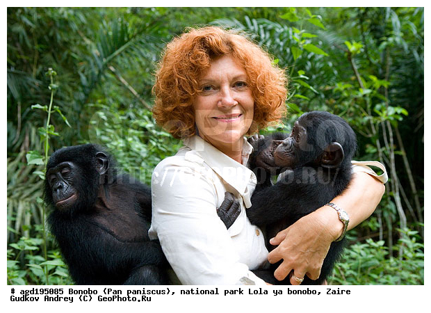 Lola ya bonobo, Pan paniscus, ������, ����, ������, ���������� ��������, ������������ ����, ��������, �������, ����������������, ��������, ��������, �������������, �������������, �����, �����, XYZ, ��������, Hominidae