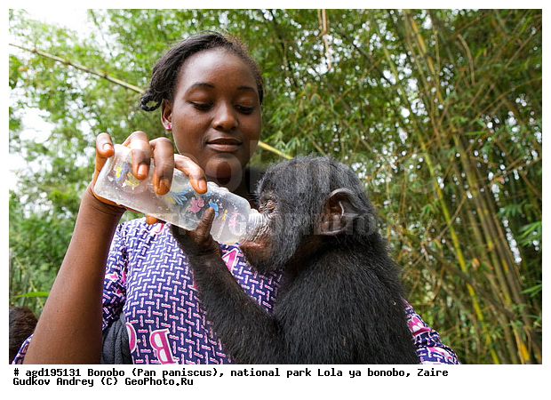 Lola ya bonobo, Pan paniscus, ������, ����, ������, ���������� ��������, ������������ ����, ��������, �������, ����������������, ��������, ��������, �������������, �������������, �����, �����, XYZ, ��������, Hominidae