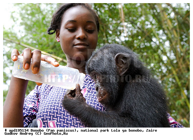 Lola ya bonobo, Pan paniscus, ������, ����, ������, ���������� ��������, ������������ ����, ��������, �������, ����������������, ��������, ��������, �������������, �������������, �����, �����, XYZ, ��������, Hominidae