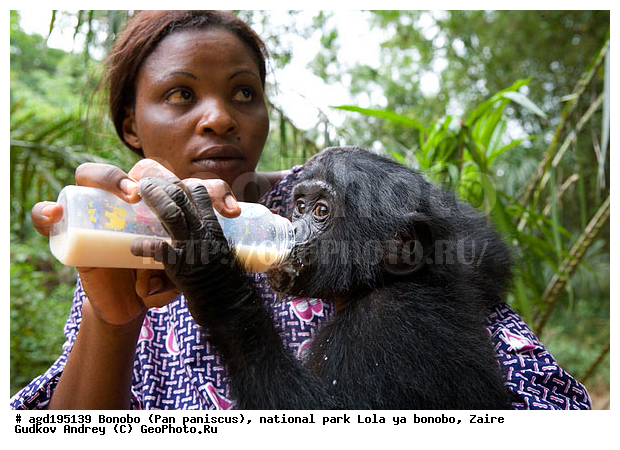 Lola ya bonobo, Pan paniscus, ������, ����, ������, ���������� ��������, ������������ ����, ��������, �������, ����������������, ��������, ��������, �������������, �������������, �����, �����, XYZ, ��������, Hominidae