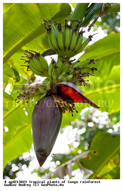 ���, �������, ����������� ��������, �����, �������, ��������������, �����, ������ ��������, �����, ���������� ��������, ������� ��������, ������� ��������, �������������������� ��������, ���������� ��������, ������������, ������������, ������, �����, XYZ, ���������, Musaceae, ����� �������, �����, Musa x paradisiaca, Musa acuminata x Musa balbisiana