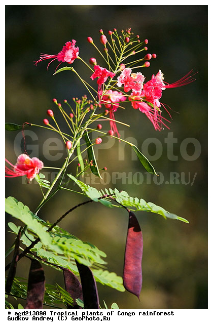 ���, �������, ����������� ��������, �����, �������, ��������������, �����