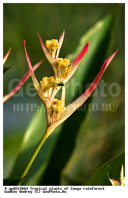 ���, �������, ����������� ��������, �����, �������, ��������������, �����