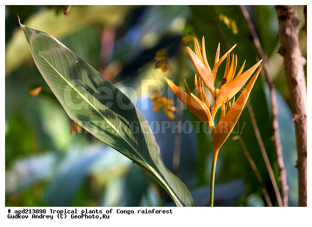 ���, �������, ����������� ��������, �����, �������, ��������������, �����