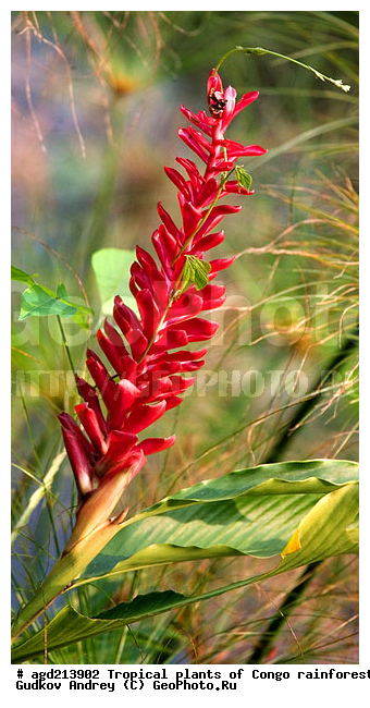 ���, �������, ����������� ��������, �����, �������, ��������������, �����