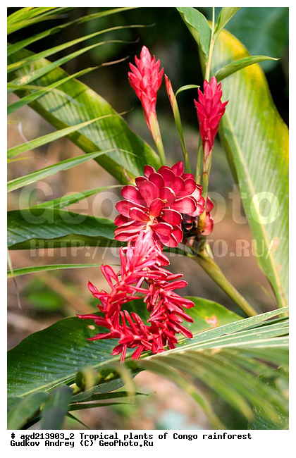 ���, �������, ����������� ��������, �����, �������, ��������������, �����