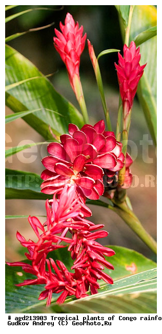 ���, �������, ����������� ��������, �����, �������, ��������������, �����