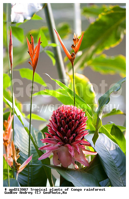 ���, �������, ����������� ��������, �����, �������, ��������������, �����