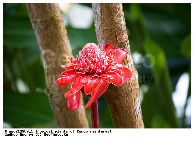 ���, �������, ����������� ��������, �����, �������, ��������������, �����