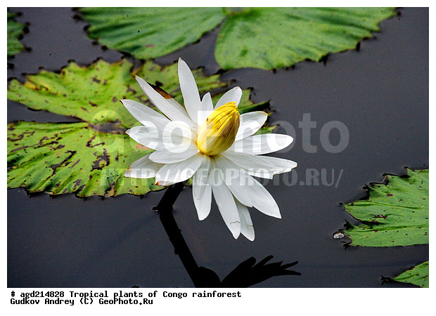 ���, �������, ����������� ��������, �����, �������, ��������������, �����