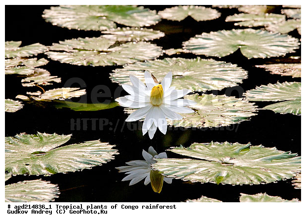 ���, �������, ����������� ��������, �����, �������, ��������������, �����