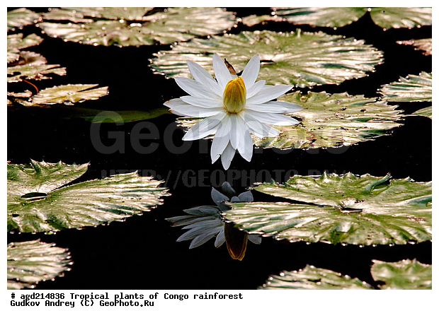 ���, �������, ����������� ��������, �����, �������, ��������������, �����