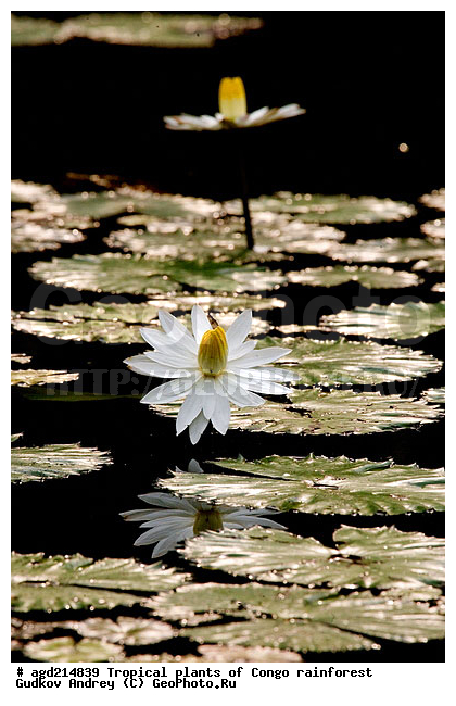 ���, �������, ����������� ��������, �����, �������, ��������������, �����