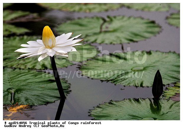 ���, �������, ����������� ��������, �����, �������, ��������������, �����