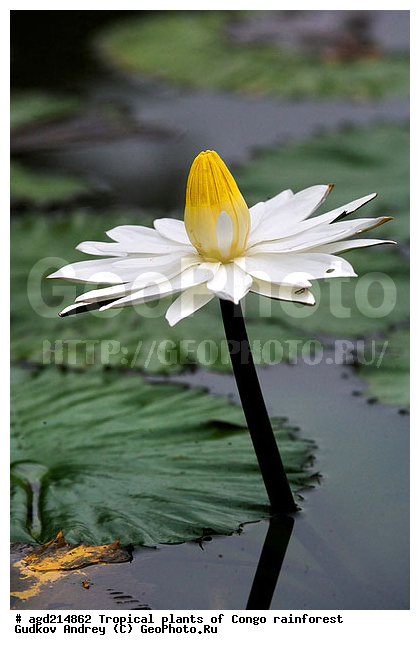 ���, �������, ����������� ��������, �����, �������, ��������������, �����