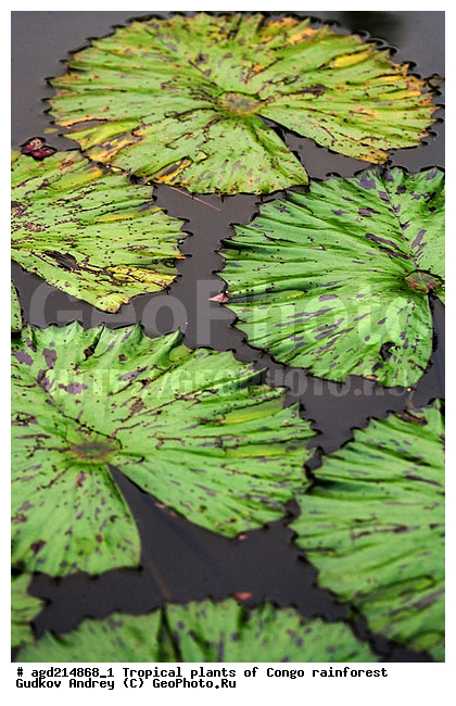 ���, �������, ����������� ��������, �����, �������, ��������������, �����