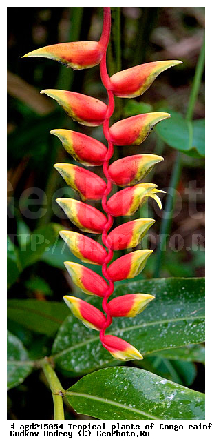 ���, �������, ����������� ��������, �����, �������, ��������������, �����