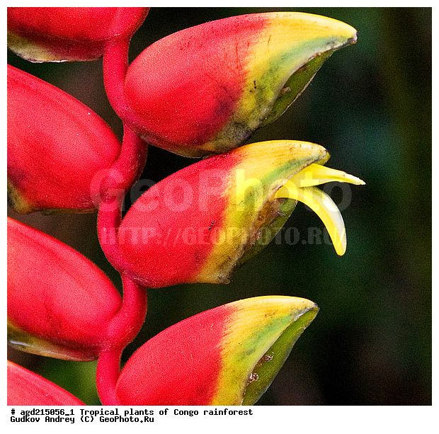 ���, �������, ����������� ��������, �����, �������, ��������������, �����