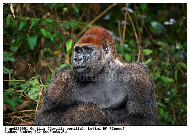 Congo, Gorilla, Gorilla gorilla, Lefini, �������, �����, ������, ��������, ��������, �������������, �������������, �����, �����, XYZ, ��������, Hominidae, �������� �������, Gorilla gorilla