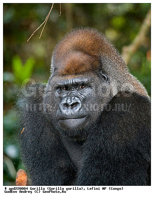Congo, Gorilla, Gorilla gorilla, Lefini, �������, �����, ������, ��������, ��������, �������������, �������������, �����, �����, XYZ, ��������, Hominidae, �������� �������, Gorilla gorilla
