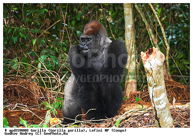 Congo, Gorilla, Gorilla gorilla, Lefini, �������, �����, ������, ��������, ��������, �������������, �������������, �����, �����, XYZ, ��������, Hominidae, �������� �������, Gorilla gorilla